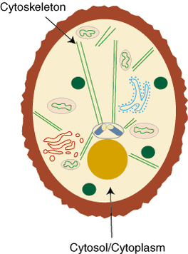 Eukaryotic Cell Organelles - Home